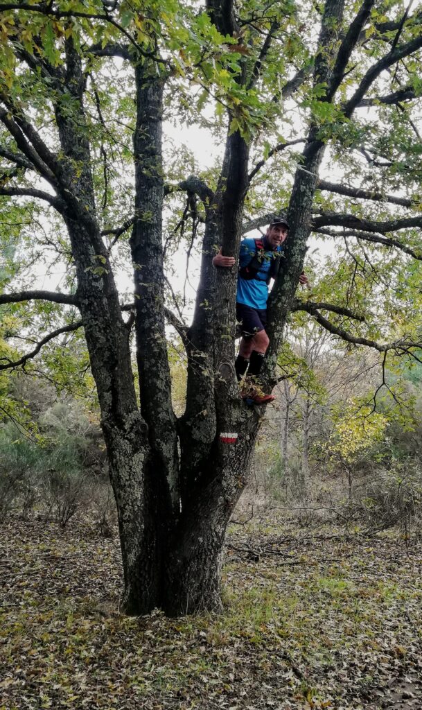 Salendo su un albero
